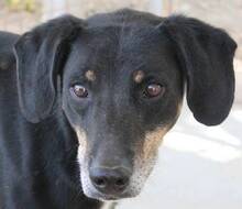 CLAUDIO, Hund, Mischlingshund in Griechenland
