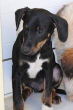 CLAUDIO, Hund, Mischlingshund in Griechenland - Bild 11