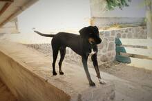 CLAUDIO, Hund, Mischlingshund in Griechenland - Bild 13