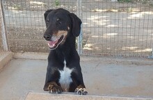 CLAUDIO, Hund, Mischlingshund in Griechenland - Bild 2