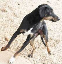 CLAUDIO, Hund, Mischlingshund in Griechenland - Bild 4