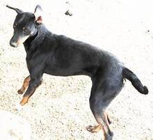 CLAUDIO, Hund, Mischlingshund in Griechenland - Bild 6