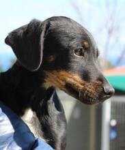 CLAUDIO, Hund, Mischlingshund in Griechenland - Bild 7