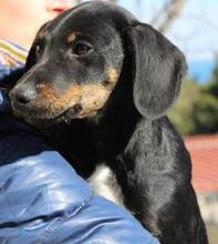 CLAUDIO, Hund, Mischlingshund in Griechenland - Bild 8