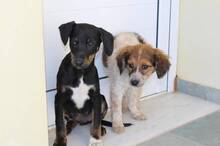 CLAUDIO, Hund, Mischlingshund in Griechenland - Bild 9