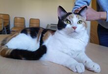 VIGILIA, Katze, Europäisch Kurzhaar in Spanien - Bild 4