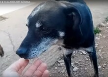 PATRICK, Hund, Mischlingshund in Griechenland