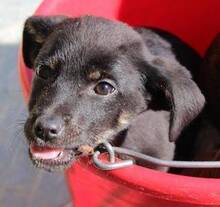 PATRICK, Hund, Mischlingshund in Griechenland - Bild 10