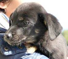 PATRICK, Hund, Mischlingshund in Griechenland - Bild 12