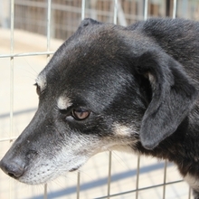 PATRICK, Hund, Mischlingshund in Griechenland - Bild 2