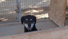 PATRICK, Hund, Mischlingshund in Griechenland - Bild 3