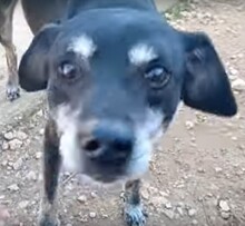PATRICK, Hund, Mischlingshund in Griechenland - Bild 6