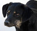 PATRICK, Hund, Mischlingshund in Griechenland - Bild 7
