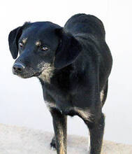 PATRICK, Hund, Mischlingshund in Griechenland - Bild 8