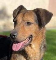 KARA, Hund, Mischlingshund in Rumänien - Bild 2