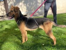 KARA, Hund, Mischlingshund in Rumänien - Bild 6