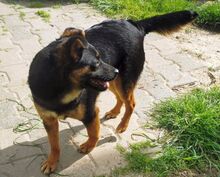 DOINA, Hund, Mischlingshund in Welver - Bild 11