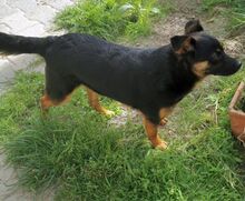 DOINA, Hund, Mischlingshund in Welver - Bild 17