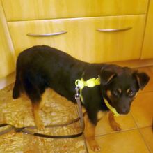 DOINA, Hund, Mischlingshund in Welver - Bild 2