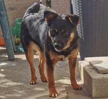 DOINA, Hund, Mischlingshund in Welver - Bild 7