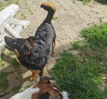DOINA, Hund, Mischlingshund in Welver - Bild 8