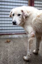 LOTTE, Hund, Mischlingshund in Rumänien - Bild 1