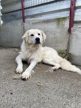 LOTTE, Hund, Mischlingshund in Rumänien - Bild 2