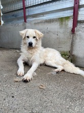 LOTTE, Hund, Mischlingshund in Rumänien - Bild 3