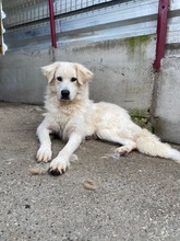 LOTTE, Hund, Mischlingshund in Rumänien - Bild 5