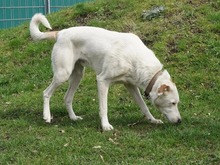 BO, Hund, Mischlingshund in Hamburg - Bild 5