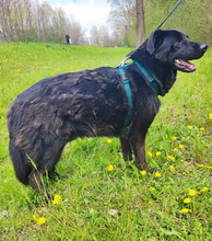 POSEJDON, Hund, Mischlingshund in Kroatien - Bild 3