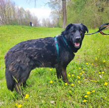 POSEJDON, Hund, Mischlingshund in Kroatien - Bild 4