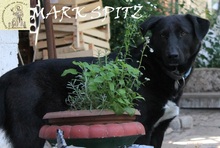 MARCSPITZ, Hund, Mischlingshund in Bosnien und Herzegowina - Bild 1