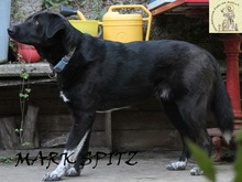 MARCSPITZ, Hund, Mischlingshund in Bosnien und Herzegowina - Bild 5