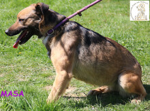 MASA, Hund, Mischlingshund in Bosnien und Herzegowina - Bild 1