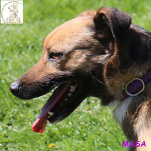 MASA, Hund, Mischlingshund in Bosnien und Herzegowina - Bild 4