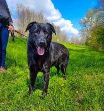 PASCAL, Hund, Mischlingshund in Kroatien - Bild 2