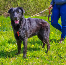 PASCAL, Hund, Mischlingshund in Kroatien - Bild 3