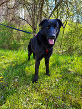 PASCAL, Hund, Mischlingshund in Kroatien - Bild 4