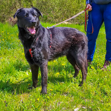 PASCAL, Hund, Mischlingshund in Kroatien - Bild 5