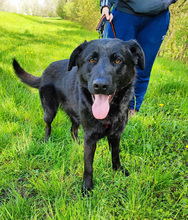 PASCAL, Hund, Mischlingshund in Kroatien - Bild 6