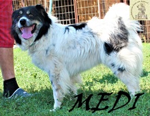 MEDI, Hund, Mischlingshund in Bosnien und Herzegowina - Bild 1