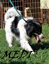 MEDI, Hund, Mischlingshund in Bosnien und Herzegowina - Bild 2