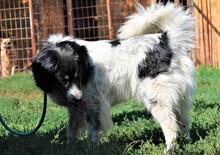 MEDI, Hund, Mischlingshund in Bosnien und Herzegowina - Bild 3