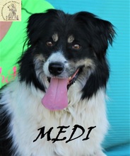 MEDI, Hund, Mischlingshund in Bosnien und Herzegowina - Bild 4