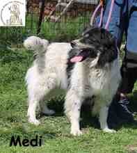MEDI, Hund, Mischlingshund in Bosnien und Herzegowina - Bild 5