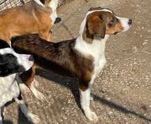 NURI, Hund, Mischlingshund in Griechenland - Bild 10