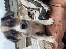 NURI, Hund, Mischlingshund in Griechenland - Bild 2