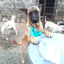 ZITA, Hund, Mischlingshund in Italien - Bild 2