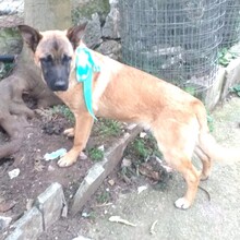 ZITA, Hund, Mischlingshund in Italien - Bild 3